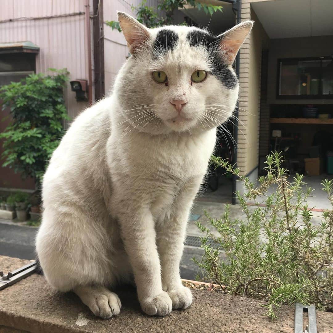 Kachimo Yoshimatsuさんのインスタグラム写真 - (Kachimo YoshimatsuInstagram)「ご飯ください。 Please give me food. #uchinonekora #nanakuro #neko #cat #catstagram #kachimo #猫 #ねこ #うちの猫ら http://kachimo.exblog.jp」5月20日 22時20分 - kachimo