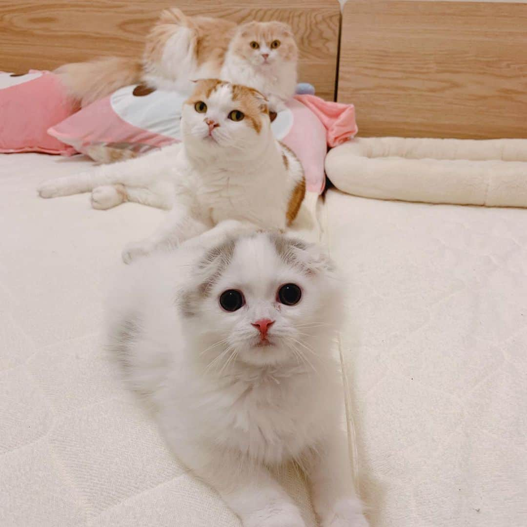 のんたさんのインスタグラム写真 - (のんたInstagram)「チューチュートレインだってできちゃう！ ・ #scottishfold #catstagram_japan #catsofinstagram #cats_of_instagram #catoftheday #purr #bestmeow #catlover #cutecat #kittensofinstagram #cute #スコティッシュフォールド#スコティッシュフォールドロングヘア #にゃんすたぐらむ #猫多頭飼い」5月20日 22時26分 - utacci