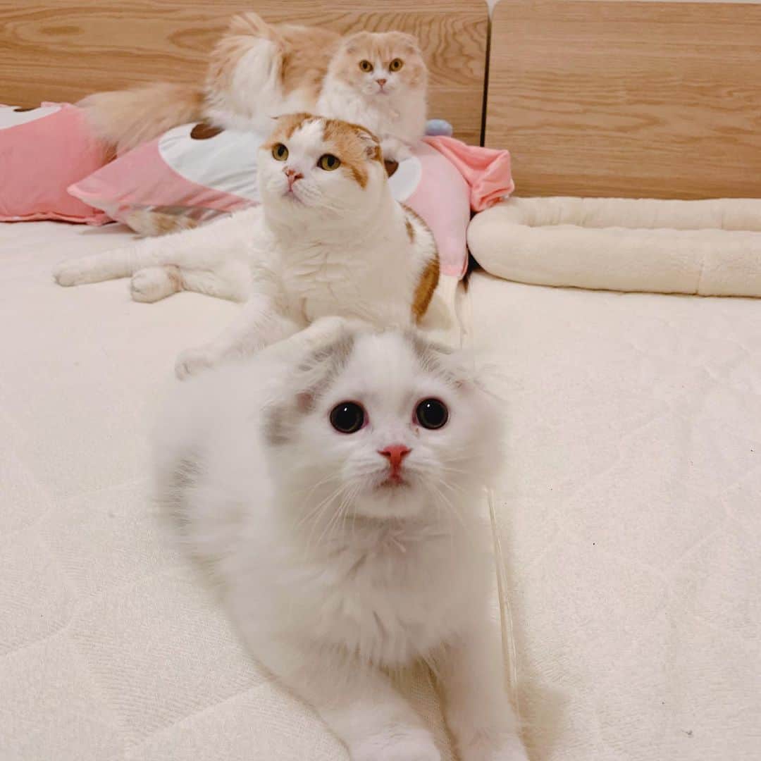 のんたのインスタグラム：「チューチュートレインだってできちゃう！ ・ #scottishfold #catstagram_japan #catsofinstagram #cats_of_instagram #catoftheday #purr #bestmeow #catlover #cutecat #kittensofinstagram #cute #スコティッシュフォールド#スコティッシュフォールドロングヘア #にゃんすたぐらむ #猫多頭飼い」