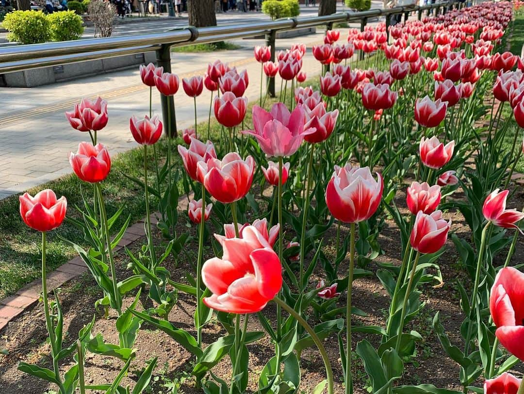 紺野あさ美さんのインスタグラム写真 - (紺野あさ美Instagram)「ライラックまつり😊🙌 この時期の大通公園は気持ち良いし ライラックもチューリップもキレイで 屋台のラインナップも凄かったです🤤 明日からまた家で頑張るぞ✊」5月20日 22時29分 - asami__k