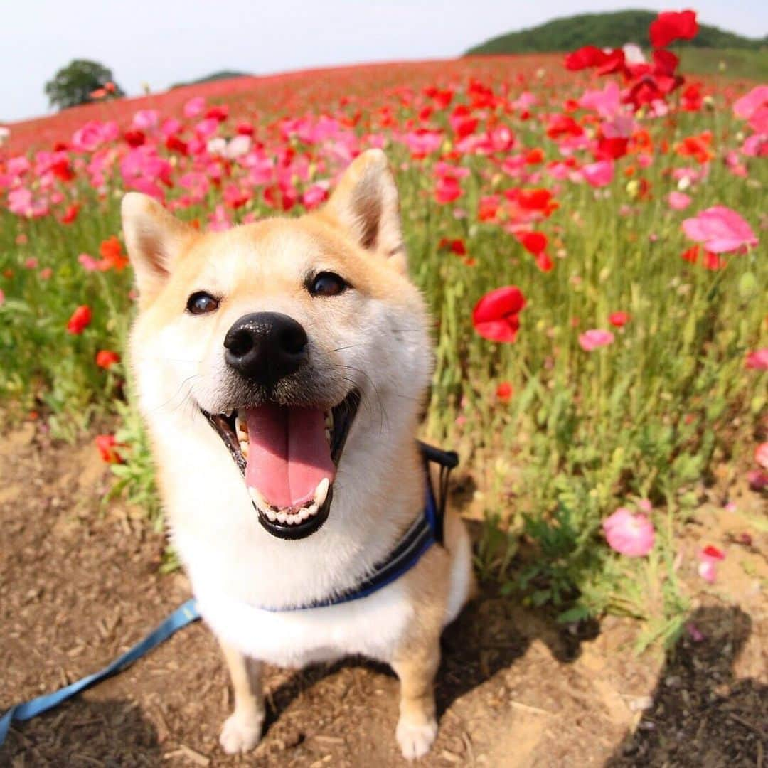 だいふくさんのインスタグラム写真 - (だいふくInstagram)「ポピー満開、だいふくの笑顔も満開🐶😊🌸 Great👍 poppy garden🌸🌸🌸 #ポピー #poppy #満開 #flower  #weeklyfluff」5月20日 22時46分 - daifuku_channel