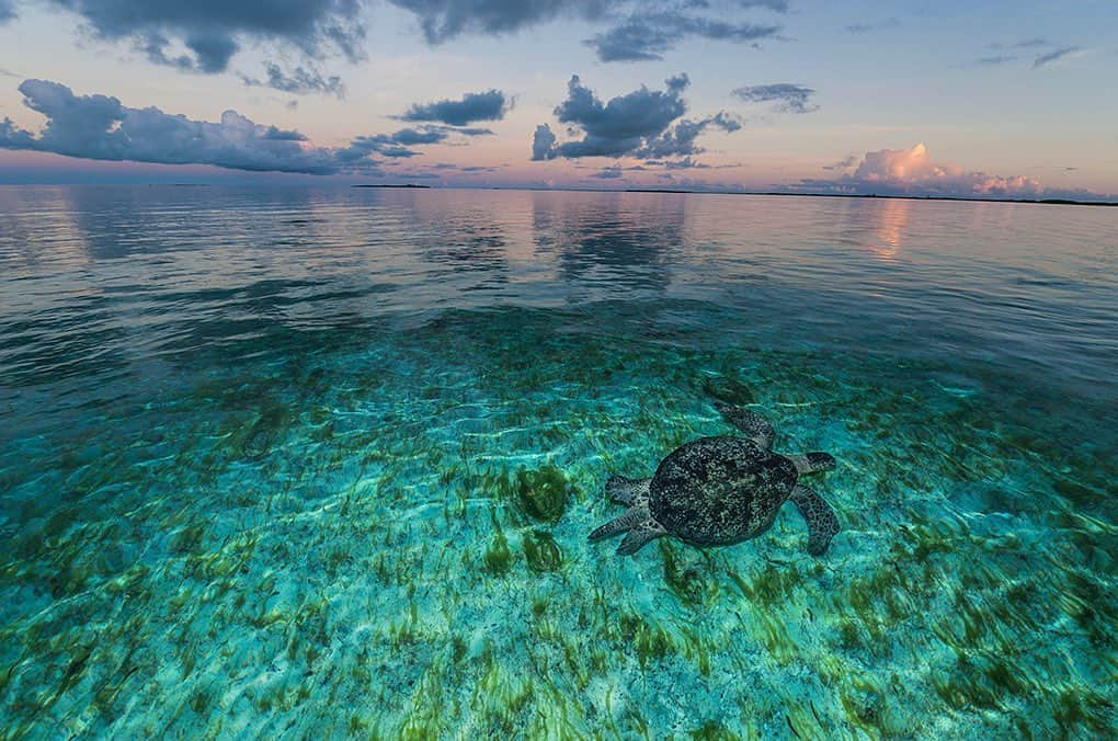 National Geographic Creativeさんのインスタグラム写真 - (National Geographic CreativeInstagram)「Photo by @thomaspeschak | A green turtle grazes on seagrass near the clear waters of Aldabra lagoon, Seychelles Islands. #Underwater #Turtle」5月20日 22時49分 - natgeointhefield