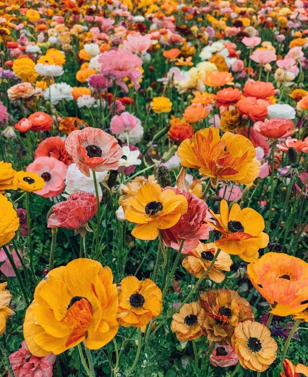 Grace Bonneyのインスタグラム：「After a week in the desert 🌵I am loving all the rainy green lushness of being back home. I loved all the cactus flowers we spotted in Joshua Tree, and took pictures of almost every single one (those hot pinks!), but I’m so thankful to be surrounded by the sounds and smells of rain at home. 📸 by @ariellevey in #dsfloral」