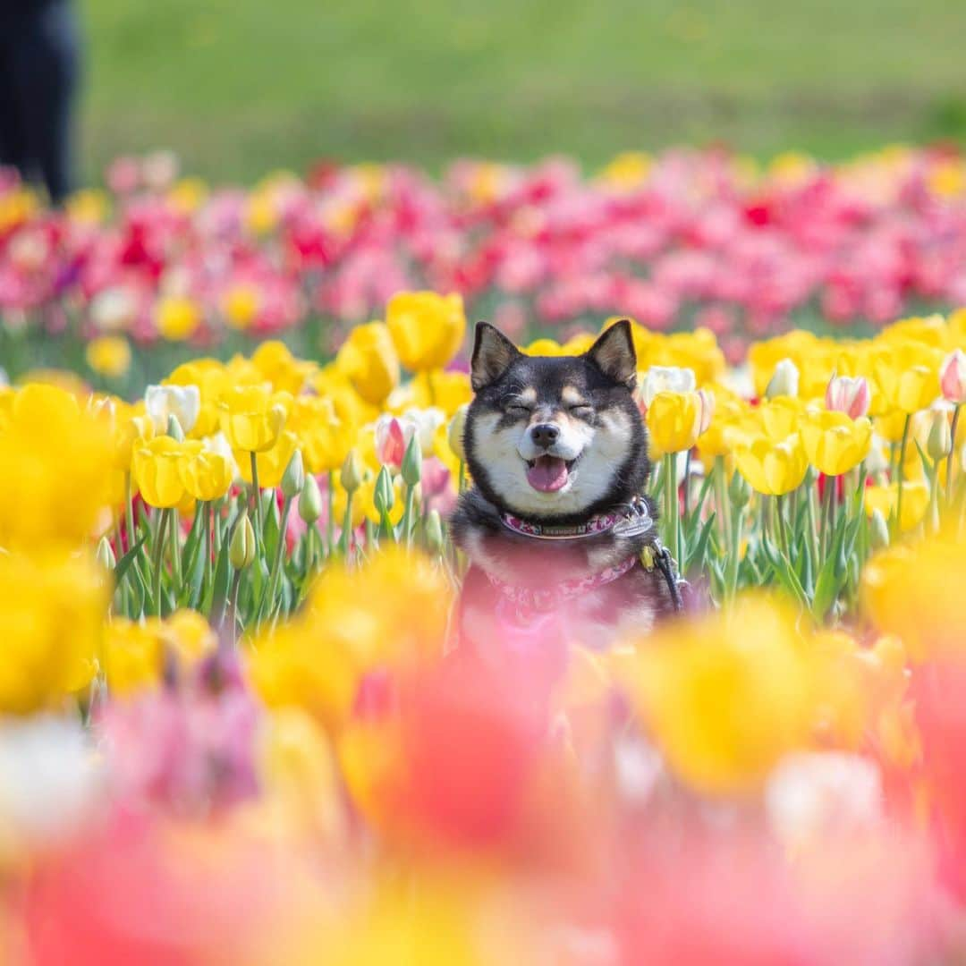 吾子さんのインスタグラム写真 - (吾子Instagram)「・ 今日も #滝野すずらん丘陵公園 の写真🌷🌷🌷🌷🌷 ・ お付き合いくだワン🐶💕 ・ ピアノのお花も綺麗だったなー🐶💕🌷🎹 ・ ・ ・ #犬のおまわりさん 🐶🎹💕 #演奏するワン🐶💕 #うそ🐶💦実際音怖い ・ ・ 北海道の柴犬 #柴北会 の皆ワン🐶💕除草剤には気をつけよう🌸 ・ #adorable #instadog#shibainu#dog#instagramjapan#instashiba#kuroshiba #kuroshiba#socute #cutedog#いぬのきもち #黒柴 #dogstagram#sapporo」5月20日 22時55分 - acoshiba