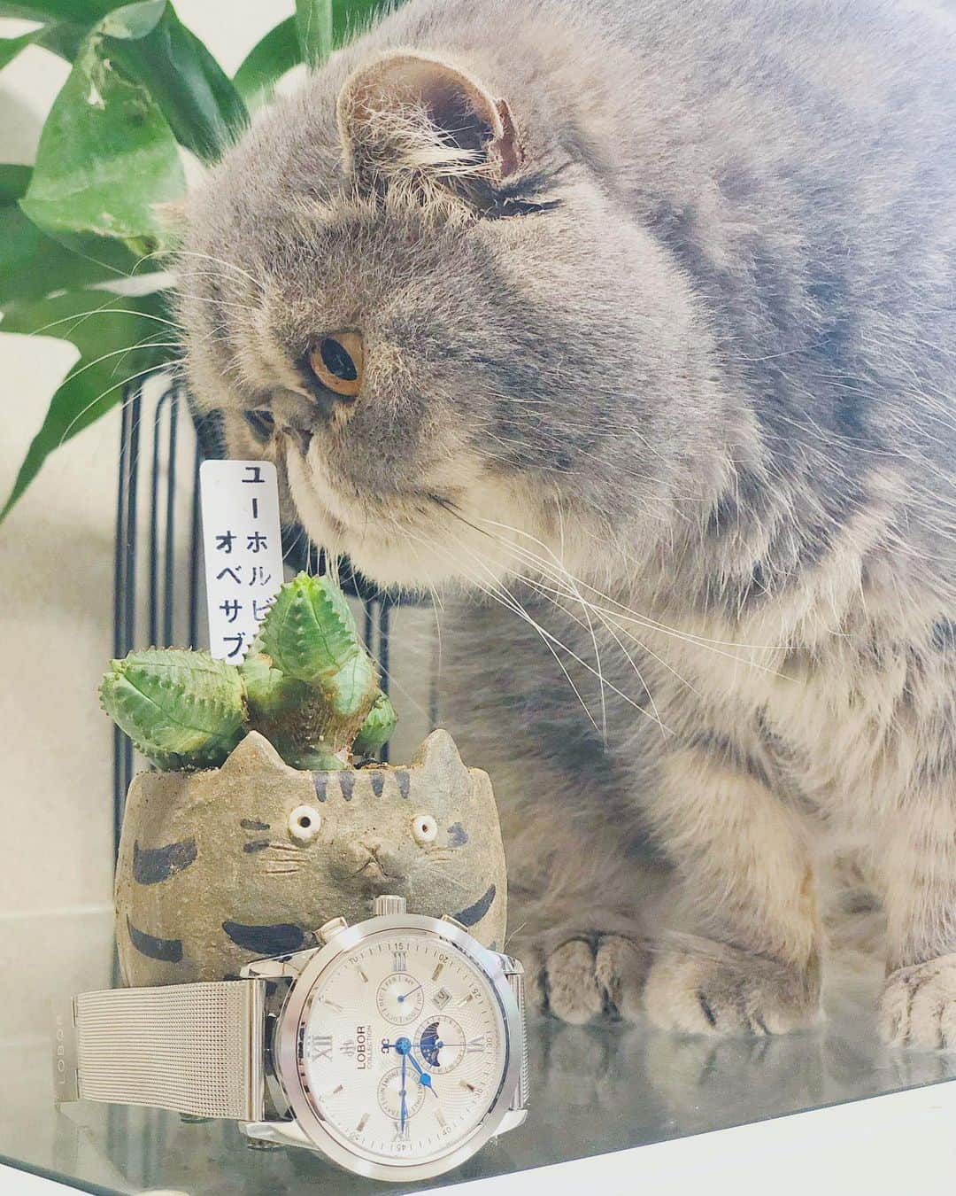 and myuさんのインスタグラム写真 - (and myuInstagram)「WASABI♡ . . ｢僕の#植木鉢 に 変なの生えてんねんけど～🌵｣ . . @thefarmuniversal でお迎えした #ユーフォルビアオベサブロウ  #サボテン @tanikan_rijurogama さんの植木鉢へ . . グレーな僕達に似合う ピカピカなステキな時計は @loborjapan さんの #腕時計  クーポンコード【_wasastagram_0508】 ご使用で10%offになります😌✨ . . #lobor #ロバー #腕時計 #時計 #手元倶楽部 . .」5月20日 14時35分 - _wasastagram_