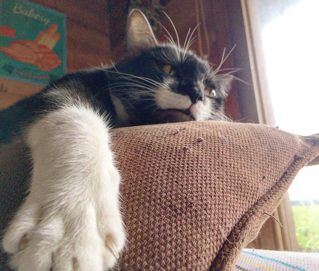 池内万作さんのインスタグラム写真 - (池内万作Instagram)「たらっさんの休日。 #イケウチ家の猫 #たらっさん」5月20日 14時37分 - mandeshita