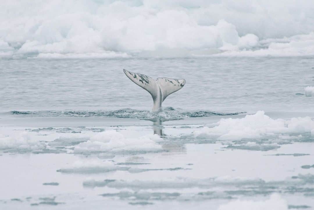 National Geographic Travelさんのインスタグラム写真 - (National Geographic TravelInstagram)「Photo by @kiliiiyuyan | A beluga whale shows its flukes as it dives under the sea ice. These small white whales are true Arctic inhabitants, thriving in seas covered in ice. Follow me, @kiliiiyuyan, for more from the Arctic and beyond. #beluga #arctic #whale」5月20日 15時59分 - natgeotravel