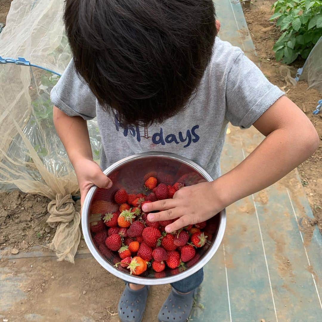 杉浦太陽さんのインスタグラム写真 - (杉浦太陽Instagram)「杉浦家の畑！いちごの収穫🍓 いちご狩り並みに採れました〜〜！！ 甘くて美味しい！出来も最高の苺🍓  #我が家の畑 #いちご #いちご狩り #思ってた以上の数 #嬉しいやつ #子どもたちもケンカにならない量 #美味しい〜〜！」5月20日 16時11分 - sugiurataiyou_official