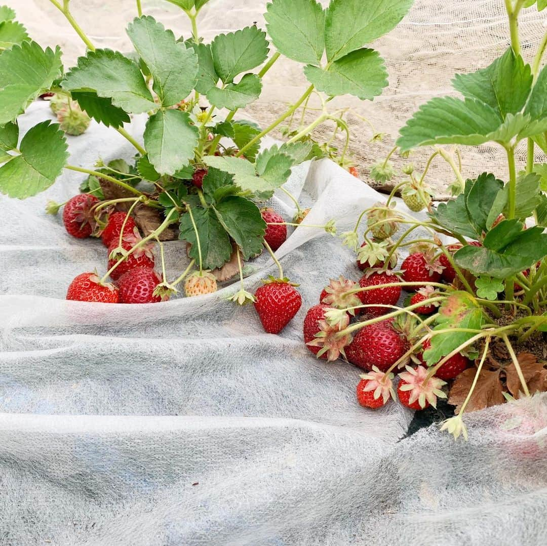 杉浦太陽さんのインスタグラム写真 - (杉浦太陽Instagram)「杉浦家の畑！いちごの収穫🍓 いちご狩り並みに採れました〜〜！！ 甘くて美味しい！出来も最高の苺🍓  #我が家の畑 #いちご #いちご狩り #思ってた以上の数 #嬉しいやつ #子どもたちもケンカにならない量 #美味しい〜〜！」5月20日 16時11分 - sugiurataiyou_official