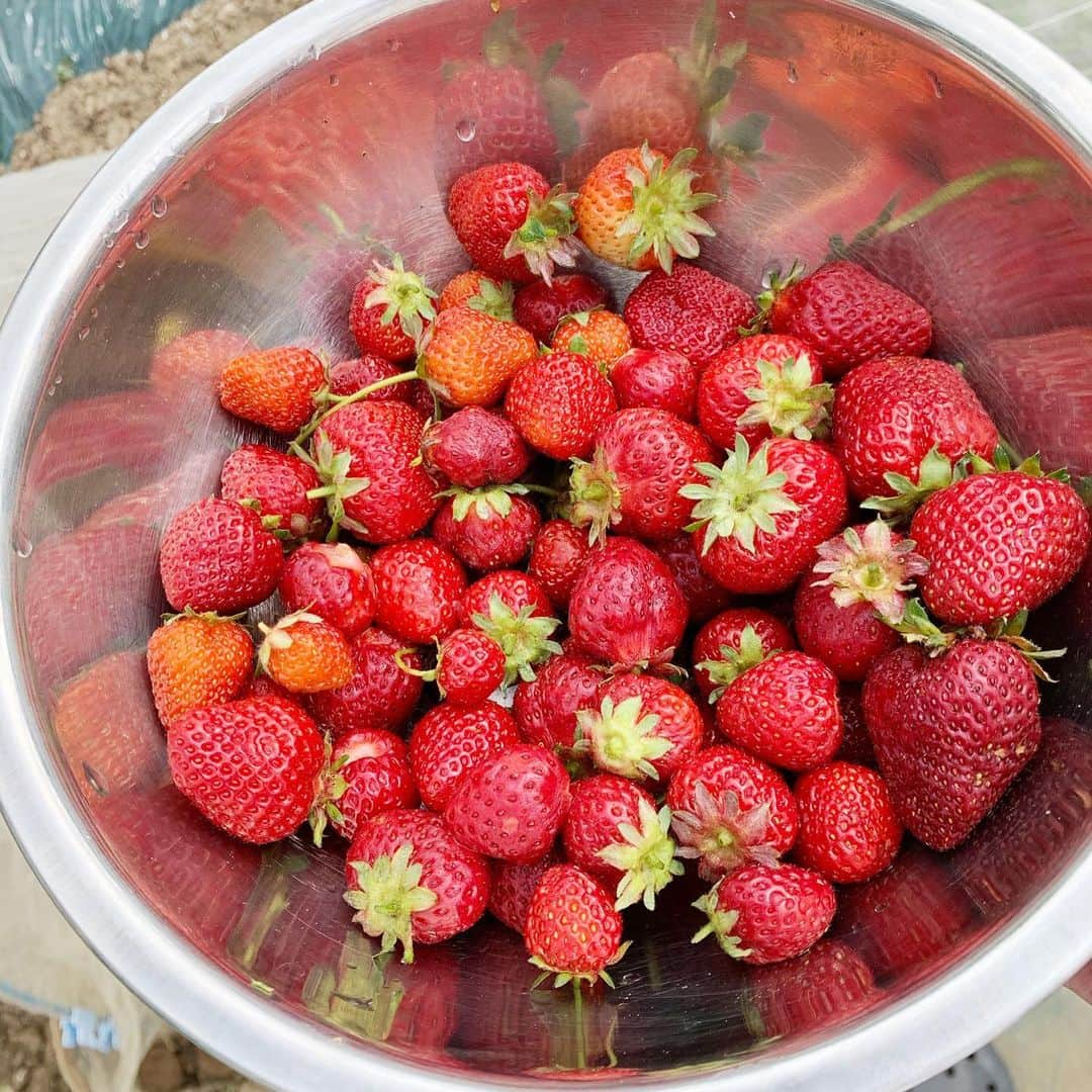 杉浦太陽さんのインスタグラム写真 - (杉浦太陽Instagram)「杉浦家の畑！いちごの収穫🍓 いちご狩り並みに採れました〜〜！！ 甘くて美味しい！出来も最高の苺🍓  #我が家の畑 #いちご #いちご狩り #思ってた以上の数 #嬉しいやつ #子どもたちもケンカにならない量 #美味しい〜〜！」5月20日 16時11分 - sugiurataiyou_official