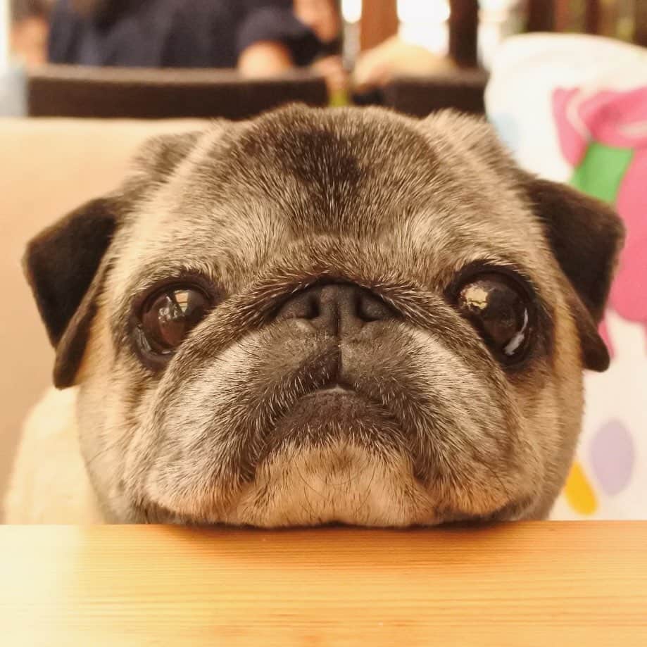八兵衛のインスタグラム：「Hachibei🐶 * * #ほぼ黒パグ #おじいちゃん犬 #パグ #pug #puggy #puglife #puglove #petstagram #pugstagram #pugsofinstagram #pugs #dog #ふわもこ部  @igersjp #IGersJP #east_dog_japan #pecoイヌ部 #八兵衛 #はちべえ #朝ワンコ夕ニャンコ」