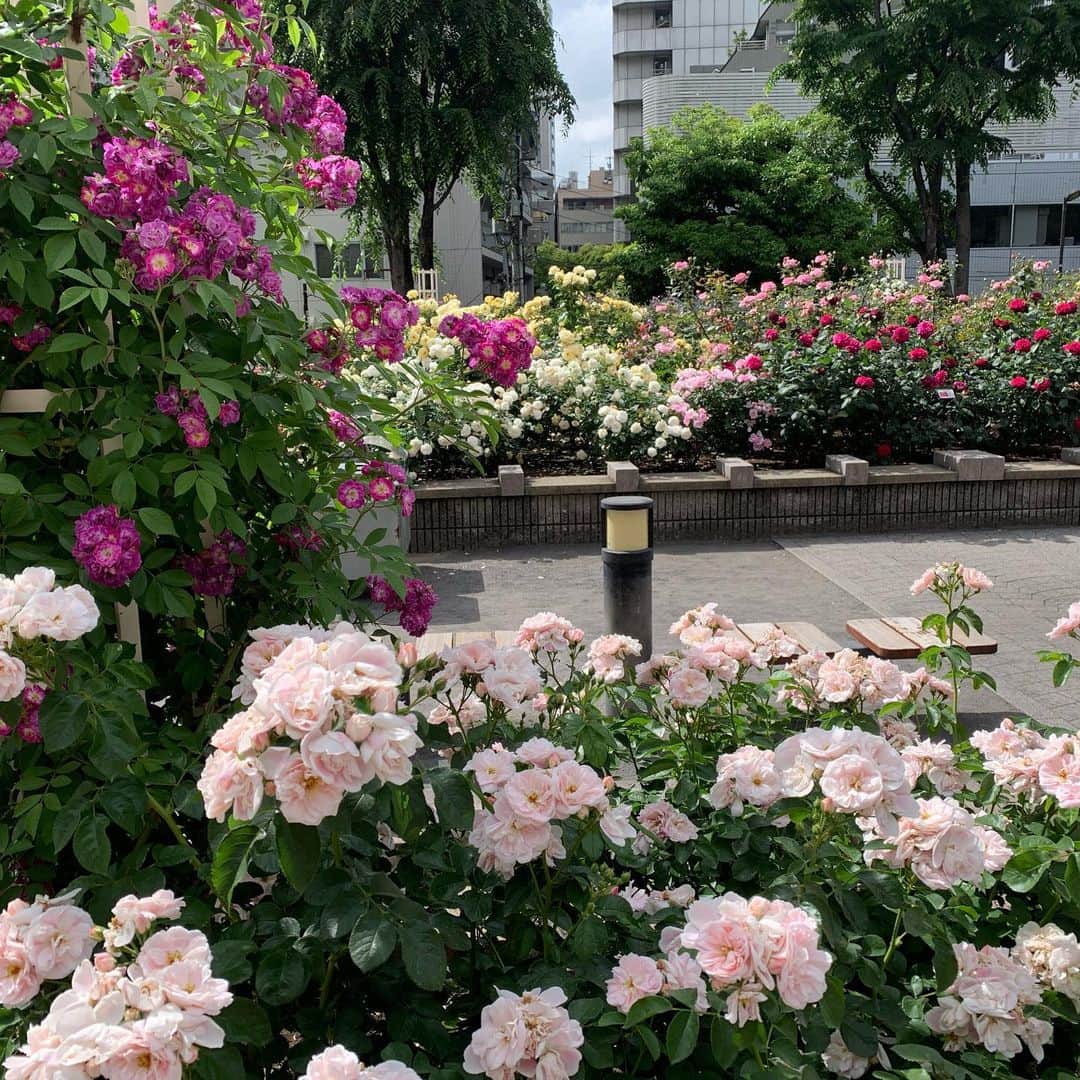 長野智子さんのインスタグラム写真 - (長野智子Instagram)「コーヒー持って立ち寄った公園のバラが満開🌹  #得した気分 #休日 #rose #park #tokyo」5月20日 16時26分 - naganotomoko