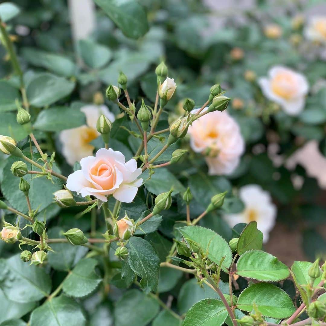 長野智子さんのインスタグラム写真 - (長野智子Instagram)「コーヒー持って立ち寄った公園のバラが満開🌹  #得した気分 #休日 #rose #park #tokyo」5月20日 16時26分 - naganotomoko
