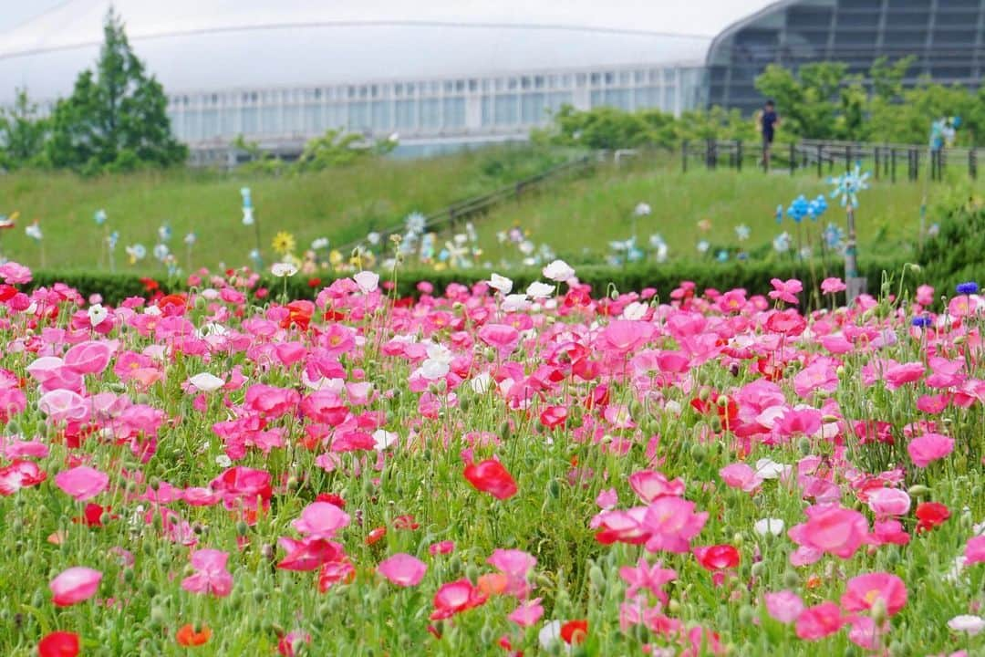 平塚市さんのインスタグラム写真 - (平塚市Instagram)「* 馬入のポピー、満開です。 約7,500平方メートルが 赤やピンクに染まり、 絶好の映えスポットに。 カメラを持って遊びに来てね。 今週もよろしくお願いします。 ***************** #手をつなぎたくなる街 #hiratsukagood #hiratsuka#平塚 #shonan#湘南 #kanagawaphotoclub #馬入#お花畑 #馬入のお花畑 #イシックス馬入のお花畑 #ポピー#ポピー畑 #poppy#poppies #ザ花部#はなまっぷ #flowerstagram #fleurs #充実した休日 #週末の過ごし方 #日々#暮らし #instagramjapan#igersjp」5月20日 17時00分 - hiratsukagood