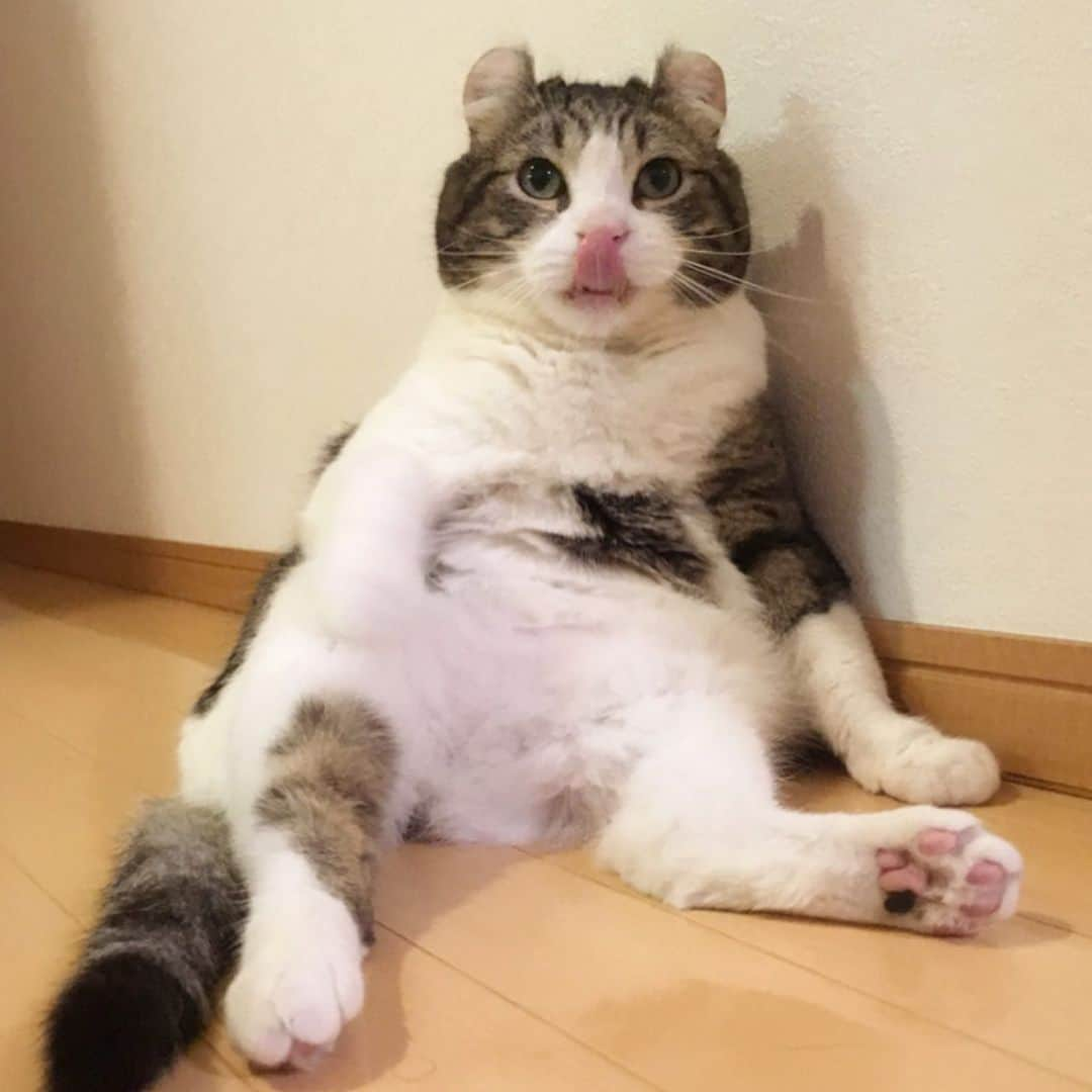 スノーさんのインスタグラム写真 - (スノーInstagram)「human said I’m a chunky lil man 👨 ・ #catsofinstagram #cats_of_instagram #catstagram #catofinstagram #instagood #cat #cats #kucing #gato #chat #catloversclub #catlover #9gag #weeklyfluff #pleasantcats #kedi #katze #kawaii #neko #instagramjapan #고양이 #кот #แมว #猫 #ふわもこ部 #ペコねこ部」5月20日 17時32分 - curlysnow0915