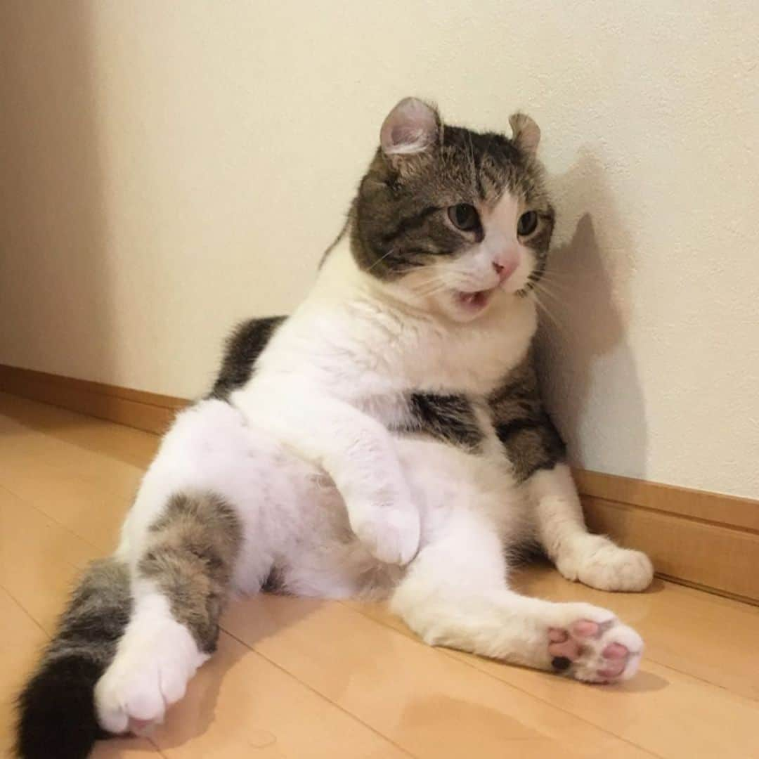 スノーさんのインスタグラム写真 - (スノーInstagram)「human said I’m a chunky lil man 👨 ・ #catsofinstagram #cats_of_instagram #catstagram #catofinstagram #instagood #cat #cats #kucing #gato #chat #catloversclub #catlover #9gag #weeklyfluff #pleasantcats #kedi #katze #kawaii #neko #instagramjapan #고양이 #кот #แมว #猫 #ふわもこ部 #ペコねこ部」5月20日 17時32分 - curlysnow0915