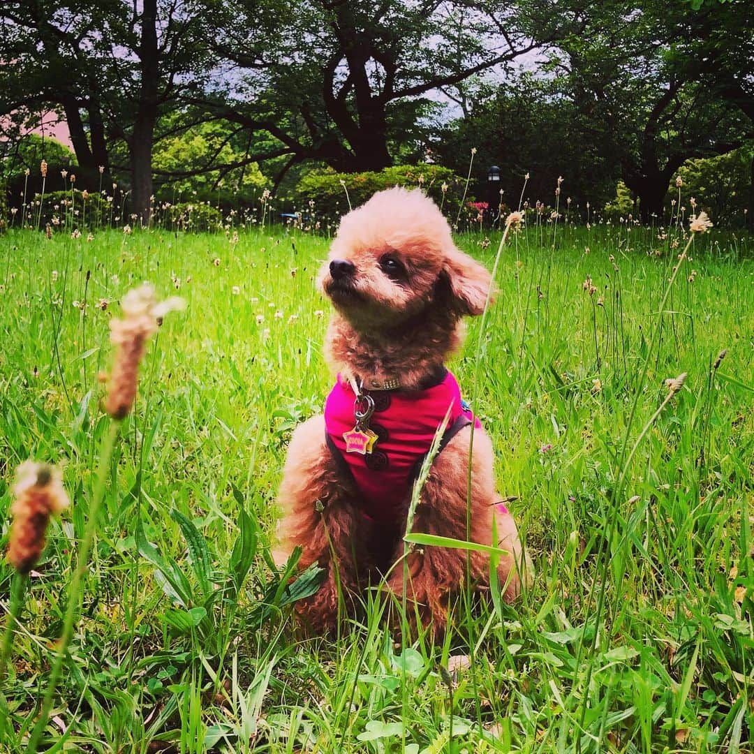 日々野真理さんのインスタグラム写真 - (日々野真理Instagram)「風を感じてる？ ・ #ココア #いぬすたぐらむ  #風を感じる犬」5月20日 17時33分 - marihibino1031