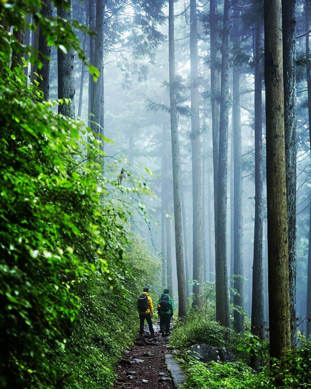 GORE-TEX Products JPさんのインスタグラム写真 - (GORE-TEX Products JPInstagram)「Take a walk in the forest. - 森を歩こう。 #goretex #ゴアテックス #exploremore #experiencemore #outdoors #nature」5月20日 17時34分 - goretexjp