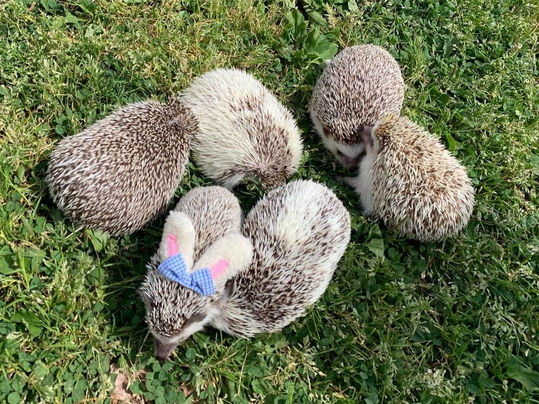 ラド&ティンクさんのインスタグラム写真 - (ラド&ティンクInstagram)「* hedgehog party * * みんなで #浮間公園 に遊びに行ったよ！ すっごく楽しかった❤️ みんな仲良し。 自由で可愛かった✨✨✨ * * @uni_desu とろちゃん @marble_jiro マーブルちゃん、ピグ @ayabribrick  そらくん、うみちゃん @radotink_hedgehog ラドパパ * * たくさん可愛い写真撮ったので、また投稿しまーす😊 * * #ラドパパ #ラド #はりねずみ #ハリネズミ #針鼠 #ヨツユビハリネズミ #ヘッジホッグ  #ペット #ふわもこ部 #モフモフ #hedgehog #pygmyhedgehog #lovelypet #cuteanimals #hedgehogfamily #hedgie #Hérisson #igel#riccio #Erizo #고슴도치 #刺猬 #pecotv」5月20日 17時35分 - rado_pompon