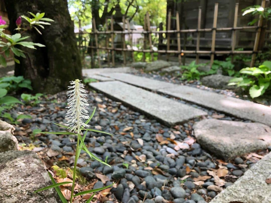 湯の山温泉 寿亭|Ryokan KOTOBUKITEIさんのインスタグラム写真 - (湯の山温泉 寿亭|Ryokan KOTOBUKITEIInstagram)「. #寿亭中庭 に今年も #シライトソウ が沢山咲いています✨ . 館内の5階の #中庭 にも #ユキノシタ が咲き始めました☺️❣️ . 本日はあいにくのお天気ですが、晴れの日には是非 #お庭散策 もおススメです🚶‍♀️🚶‍♀️ . . #三重#温泉#温泉旅行#旅行#温泉旅館#三重旅#三重旅行#女子旅#インスタ映え#旅館寿亭#寿亭#御在所岳#はなまっぷ  #mie#japan#yunoyamaonsen#onsen#ryokan#ryokanlife#visitmie#flower#flowers」5月20日 17時56分 - kotobukitei_ryokan