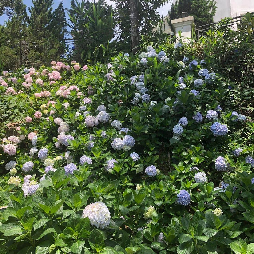 鈴村あいりさんのインスタグラム写真 - (鈴村あいりInstagram)「ベトナムの時のお写真です🇻🇳 どれを載せていて、どれを載せていないのかわからなくなってきました🤯  アオザイはこの色ともう一つで悩んだ結果、もう一つの方を買いました。 皆さんにお見せできる機会があるといいなぁ🌺 また行きたい。フォーが食べたいよ〜！ #🇻🇳 #👙 #ベトナム #水着 #アオザイ #スムージー #鈴村あいり」5月20日 18時17分 - airi_suzumura_nax