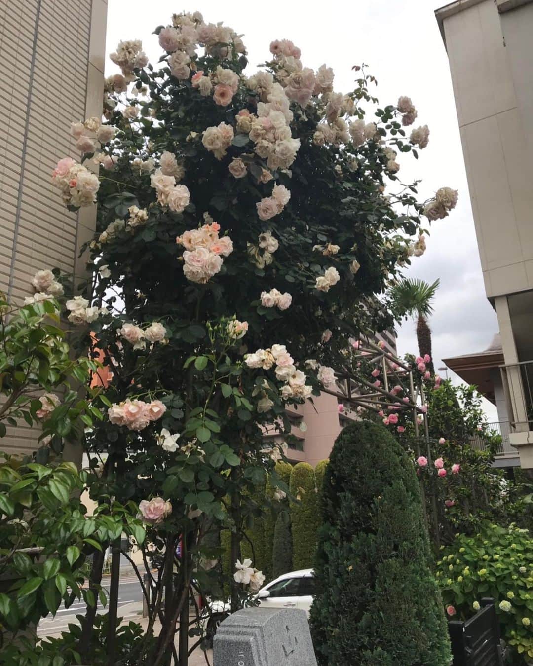 キャシー中島さんのインスタグラム写真 - (キャシー中島Instagram)「* 7日に来れなかったので、 七奈美のところへ来ました。 お寺の薔薇が綺麗！ アジサイの花ももうすぐ咲きそうです。 * 1時間30分ほどのドライブで御殿場に来ました。 今日は御殿場教室です。 隣の空き地に、 キャシーマムガーデンを作る打ち合わせもありました。」5月20日 18時37分 - official_kathynakajima