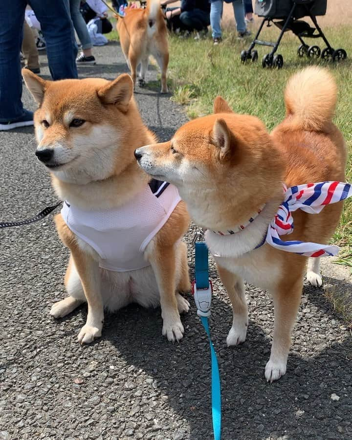 豆柴 サニーちゃんのインスタグラム