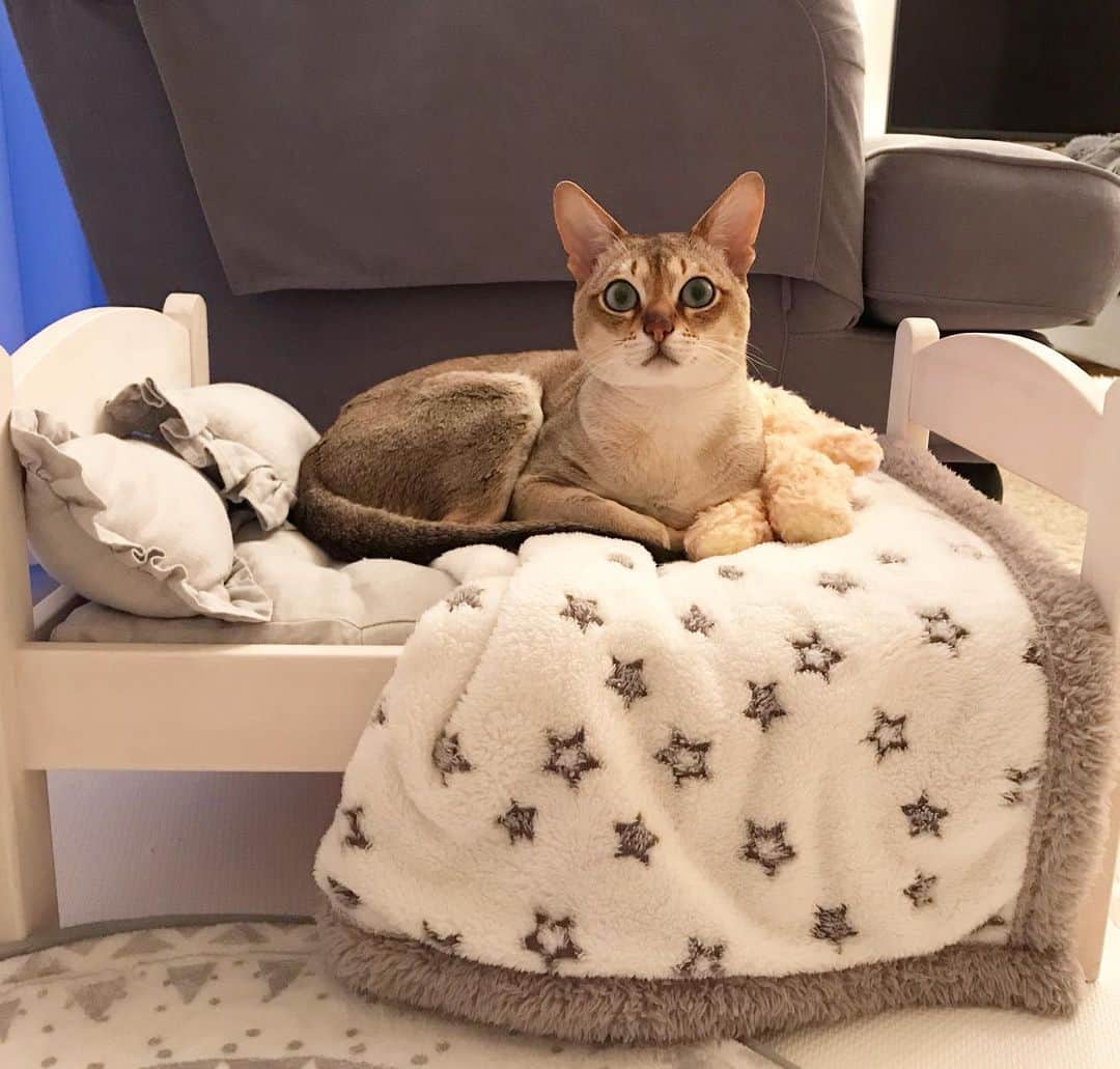 モルト♡Malt(Singapuracat)のインスタグラム：「2ヶ月ぶり🙀💦 * * #猫ベッド #ハンドメイド #DIY #ミルクペイント #ikea」