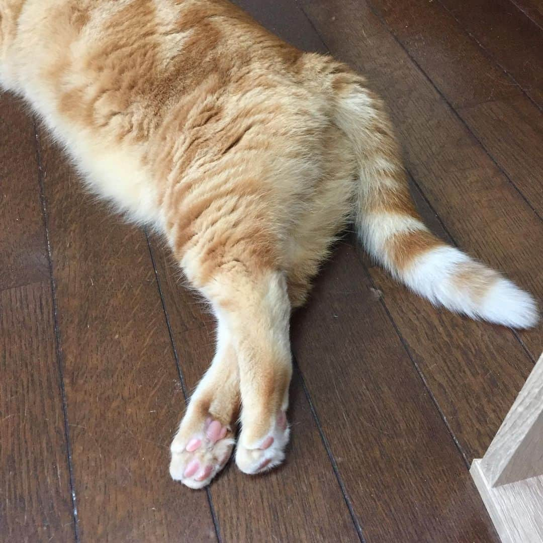 コテツさんのインスタグラム写真 - (コテツInstagram)「2019/5/20 ムチムチの季節✨ .  今日、カメラのキタムラに @fujifilm_photois の 50000人の写真展の 写真プリント部門の申し込みしてきました この写真じゃなく^^; こてっちゃんと姉ちゃんの 写真 おっきい写真でいい感じにできたにゃ 応募24日までだにゃ 10月の大阪の写真展楽しみ♪ . #50000人の写真展  #photois #大切な家族 #大阪 . #朝ワンコ夕ニャンコ #ふわ20祭 #満開祭 #猫ちゃん自慢_アミーゴ  #猫八写真クラブ展2019 #ペットのおしりコンテスト #変なポーズのタイピン @editorial_company.pad #ネコケツ写真集」5月20日 19時01分 - kotetuchan