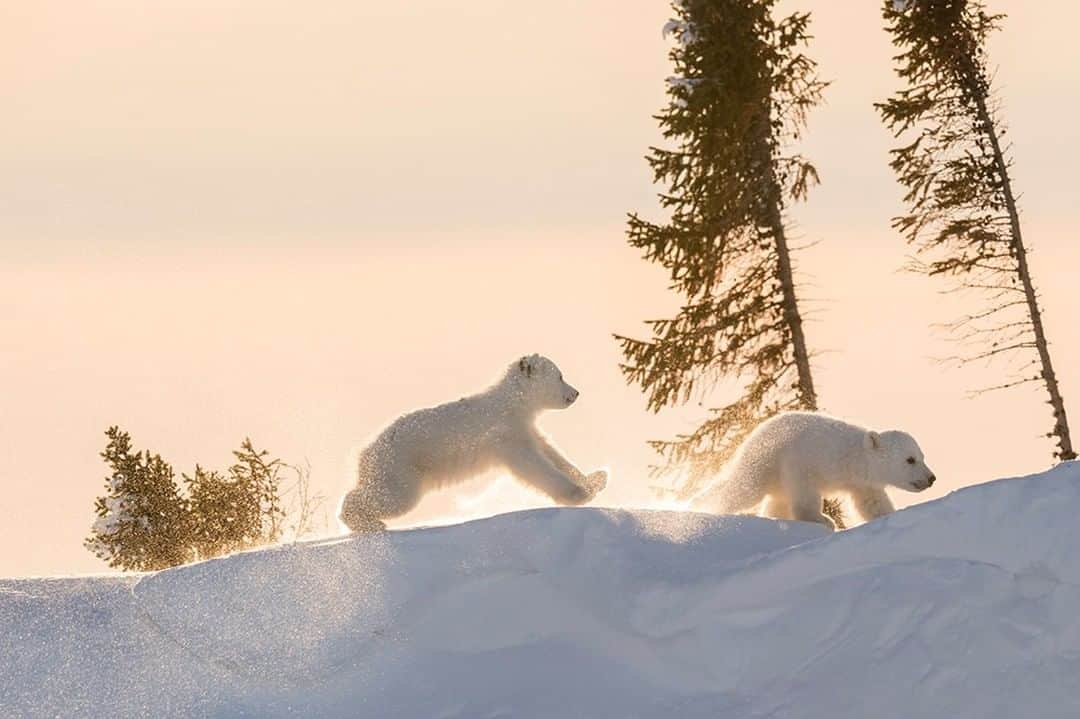 National Geographic Travelさんのインスタグラム写真 - (National Geographic TravelInstagram)「Photo by @daisygilardini | Being able to observe cubs playing joyfully and tirelessly for hours is a photographer’s dream, but it’s certainly not an easy task. With temperatures that can drop below -40C, technical and physical challenges abound. Cold is a challenge for your equipment as well as you yourself. If you’re uncomfortable you won’t be able to focus on the job. You must be clothed properly to avoid frostbite and hypothermia. Knowing how and when to apply layers while avoiding perspiration is vital. Hydration is important but I’ve learned to manage my fluid intake as getting rid of surplus fluids is far from enjoyable in these conditions. Once you’re physically comfortable, you face the technical challenge of operating a camera with all its small buttons while wearing bulky gloves. Finally, you have to accept the fact that after a while parts of the camera will freeze, and you need to find a way to work around that. Batteries tend to freeze first, followed by the control panels and back monitor. It comes with practice. You must be skilled enough to work your camera in blind mode. The only way to learn is to keep shooting and hope for the best. Follow me @DaisyGilardini for more images and stories behind the scenes. #bear #polarbear #wapusknationalpark #manitoba #conservation #climatechange #climatechangeisreal」5月20日 19時03分 - natgeotravel