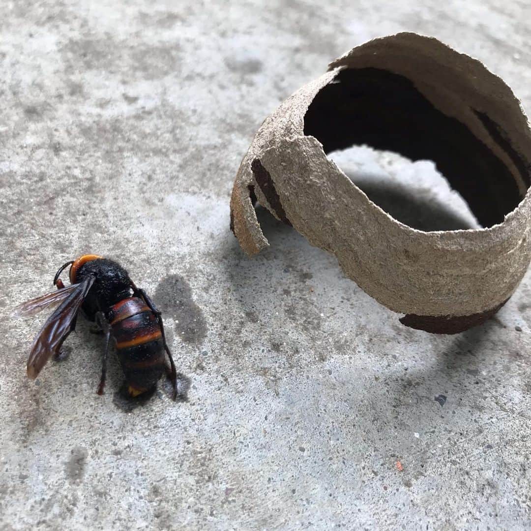 堀部圭亮さんのインスタグラム写真 - (堀部圭亮Instagram)「朝起きてカーテンを開けて、ふと見上げると、軒下に何か異物。 何かと思ったら…なんと、スズメバチの巣！(◎_◎;) ビリヤードのボールくらいの大きさで、中には蜂が一匹だけ見えます。調べたら、この時期はまだ女王蜂が単独で巣作りをしているとの事で、どうやら女王蜂の様です…。 「今ならなんとかなる！」と〝俄かスズメバチハンター〟緊急出動！ホームセンターでスズメバチ駆除用の強力殺虫スプレーを購入してきて、噴霧！…どうやら無事、駆除に成功しました。 作り始めの巣の中には、既に少数の卵が産み付けられていました。 これ、普段あまり目にしない場所に作られていたら、見つけた時には巨大な巣になっていたかもしれません。そう考えたら実に恐ろしい…。まめに家の周りを点検しておかねばなりませんね。 皆さんもお気を付け下さい。」5月20日 19時05分 - keisuke_horibe