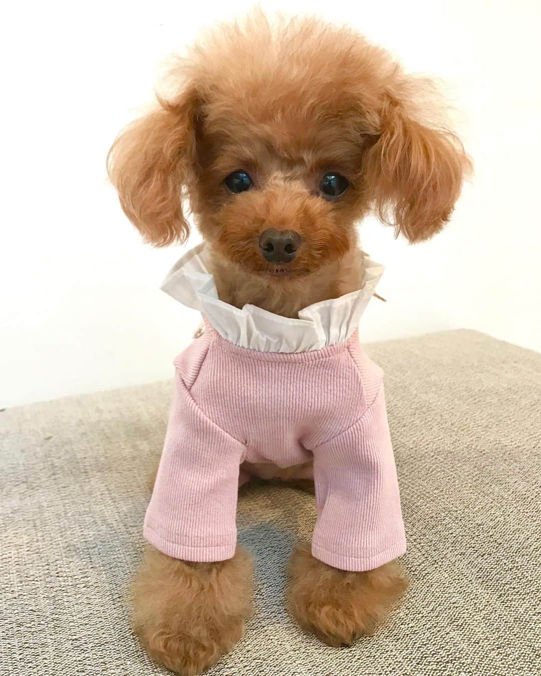 toshiyaotsuboさんのインスタグラム写真 - (toshiyaotsuboInstagram)「小型犬の服のお店 @adorable__1 さんの スモーキーなピンクと襟の可愛いロンパース🐶😉 リロはあまりロンパースを着せたことは無いのですが、なんか赤ちゃんみたいで可愛い☺️ ちょいとサイズが大きかったかな😆💦 #プードル#トイプードル#ティーカッププードル#犬#poodle#teacuppoodle#toypoodle#dog#dogstagram#instadog#푸들#caniche#Pudel#貴婦狗#animalsco」5月20日 19時24分 - toshiyaotsubo