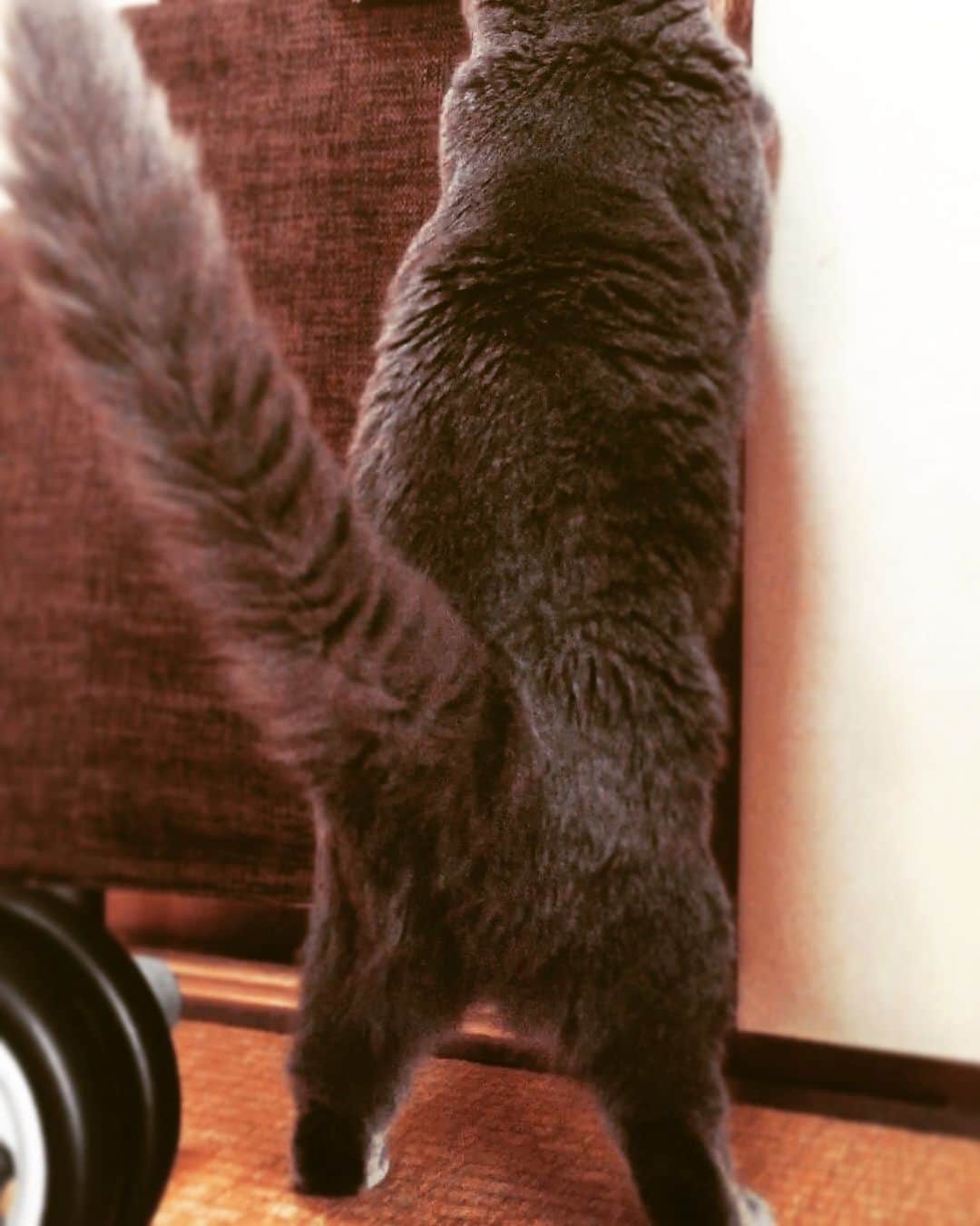 チキン南蛮カレーのルウ王子のグルメインスタ