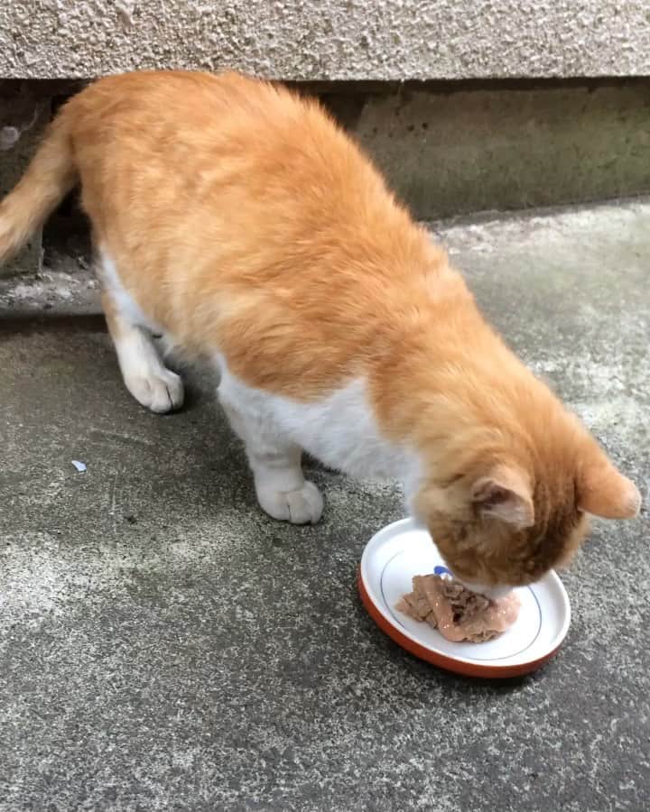 岡田屋鉄蔵のインスタグラム：「あれ、投稿削除した？まあいいや。今日のエクスペンダブルズ氏。もぐもぐタイム」