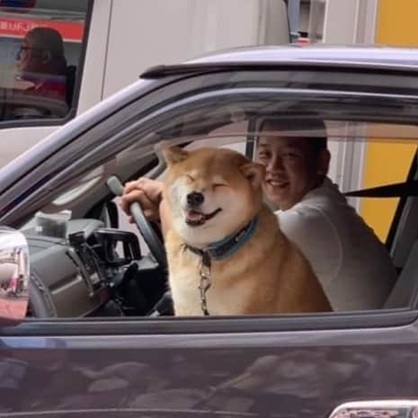 まる（まるたろう）さんのインスタグラム写真 - (まる（まるたろう）Instagram)「Please drive safely daddy.✨🐶👴🏻✨パパ、安全運転でお願いしますね〜  Photo taken by @rubyeve12  #みんなこっち見てるけどなんなん #柴犬が助手席にいるだけじゃんね #普通っしょ #日本だし」5月20日 19時29分 - marutaro