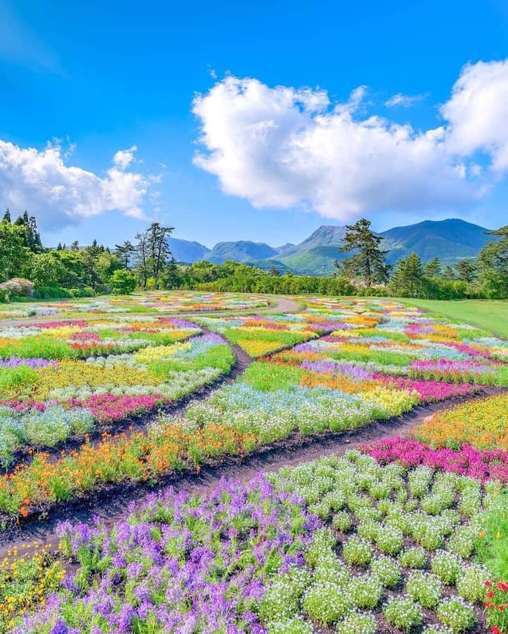 花の写真館のインスタグラム：「Photo by @astrailor_jp.⠀ https://instagram.com/astrailor_jp/⠀ .⠀ Original Post[投稿頂いたURL]⠀ https://www.instagram.com/p/BipAvbEgPXo/⠀ .⠀ 本アカウントは、 #私の花の写真 をつけてInstagramに投稿された皆さまの花の写真や、「花の写真館」Facebookページで投稿された花の写真を紹介します。⠀ 「花の写真館」Facebookページは、「 @floral.photograph 」のプロフィールにあるURLからご覧ください。⠀ .⠀ #花の写真館 #floralphotograph #floralphoto #flower #flowers #富士フイルム #FUJIFILM⠀ Follow: @floral.photograph」