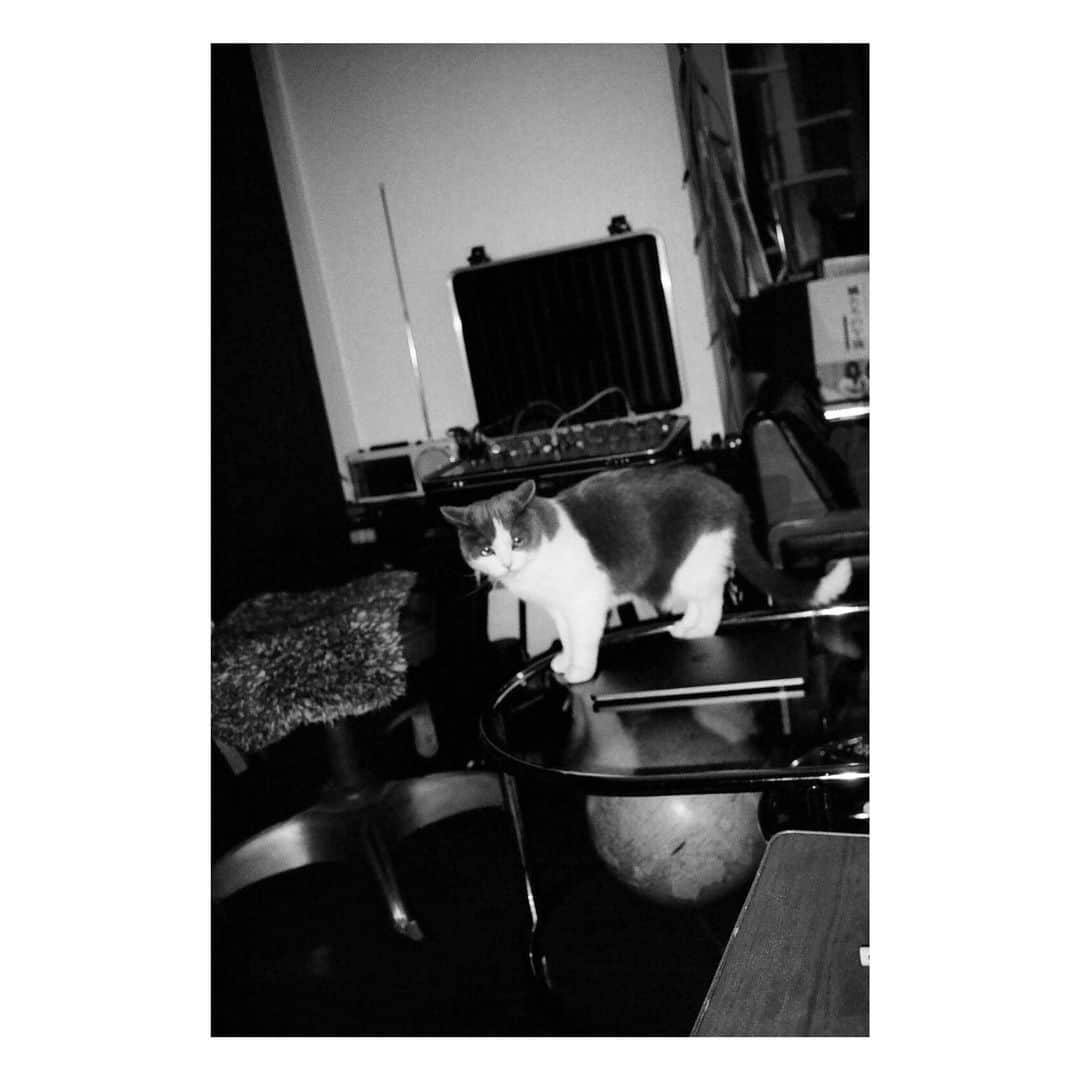 島田大介のインスタグラム：「sirasu #daisukeshimadaphotograph  #ilovecats」