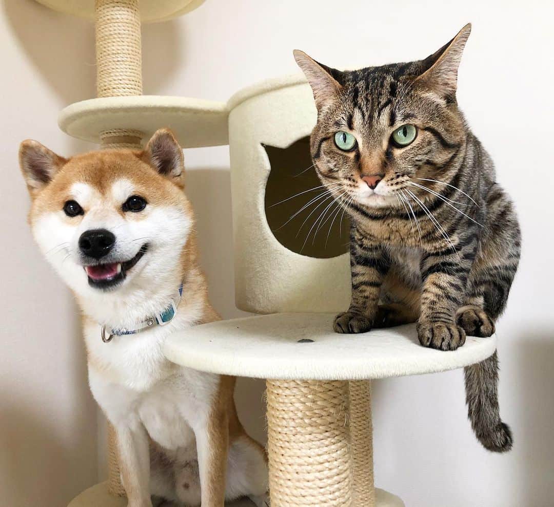 のインスタグラム：「. Let's have a nice week! Yu🐶Toro😺 . #こんばんは #今週もよろしくね #週末に大掃除 #またゆうがタワーに登れる仕様に #久々登って楽しそうでした」