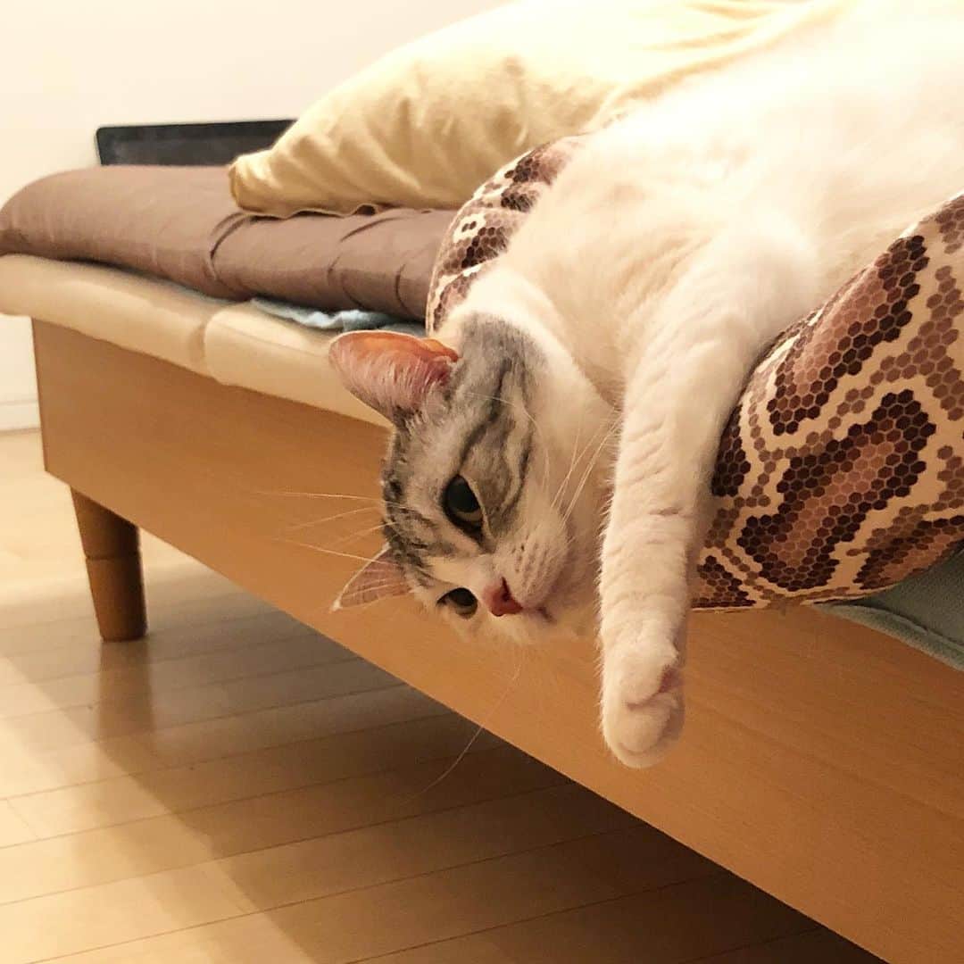 ホタテ＆クラム＆シラスのインスタグラム：「落ちそうになりながら寝てる #cat #neko #ScottishFold #猫 #ねこ #スコティッシュフォールド #catstagram #instagram #instagramjapan #ig_japan #igersjp」