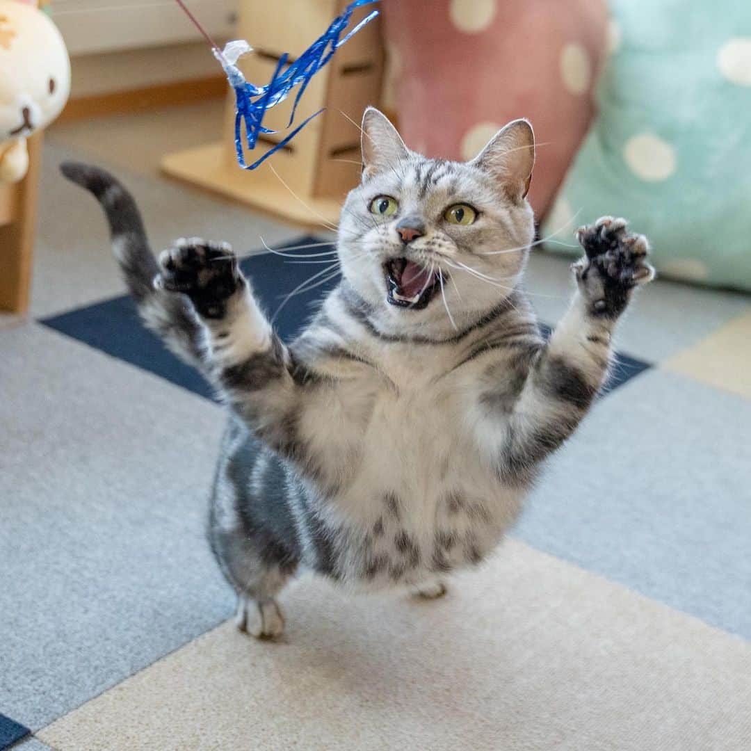マアルのインスタグラム：「ひなちゃん #🐱 #猫好きさんと繋がりたい #北海道 #旭川市 #ペットホテル #アメリカンショートヘア」