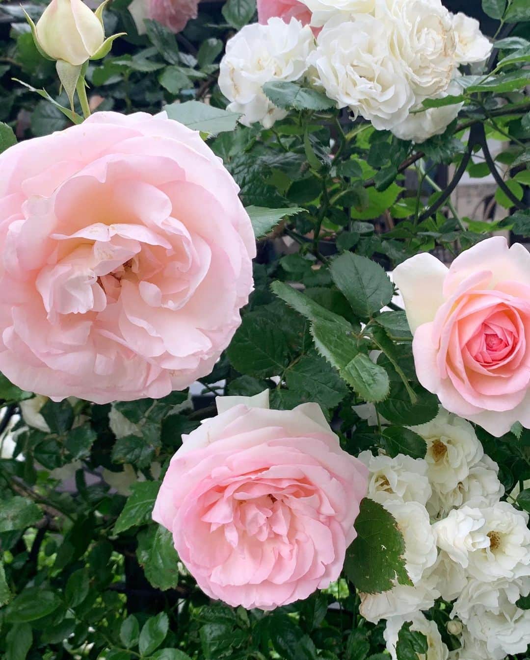牛窪万里子さんのインスタグラム写真 - (牛窪万里子Instagram)「薔薇が美しい季節。  紀尾井ガーデンテラスにて開催中の『KIOI ROSE WEEK 2019』  クラシックハウスの周りに色とりどりの薔薇が今を盛りに咲いていました。  #薔薇 #バラ  #ローズ  #紀尾井ガーデンテラス #kioiroseweek2019  #赤坂 #紀尾井 #永田町 #akasaka  #rosegarden  #ガーデンストーリー  #バラのフォトコン2019  #ファッション #コーデ #おしゃれさんと繋がりたい  @paolafrani  @tokyo_gardenterrace @gardenstory.jp」5月20日 20時38分 - mariko_ushikubo