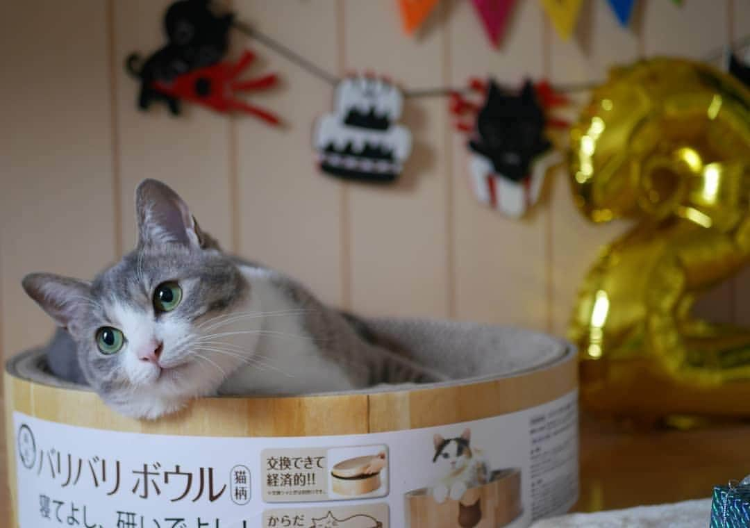 猫壱（ねこいち•ネコイチ）さんのインスタグラム写真 - (猫壱（ねこいち•ネコイチ）Instagram)「【みんなでお祝い🎂今月のバースデーにゃん】 5月に2さいになったソルトちゃんをご紹介します😉❤ これからも楽しいことがたくさん待っていますように🐱 おめでとうございます🎉 ▫ ▫ ▫ :::::::::#猫壱 ::::::: #猫壱バースデー は猫壱商品を使ってくれているお友ニャちをお祝いする企画です♪ 猫壱商品と一緒のお写真を撮って#猫壱バースデー #猫壱 のハッシュタグをつけてお写真を投稿してくださいね✨ お写真の商品は#バリバリボウル でした✨ ▫ ▫ 毎月1名様にお誕生日プレゼントが当たる他、Instagramで紹介されるかも？！ ▫ ▫ 猫壱バースデーは『みんなでお祝い』がコンセプトです❤ 知らない猫さんでも『おめでとう🎁』とお祝いして貰えると嬉しいです❤ ▫ ▫ Repost from @cocoasalt thank-you💕💕💕💕 #バリバリボウル 猫柄」5月20日 20時41分 - necoichicojp