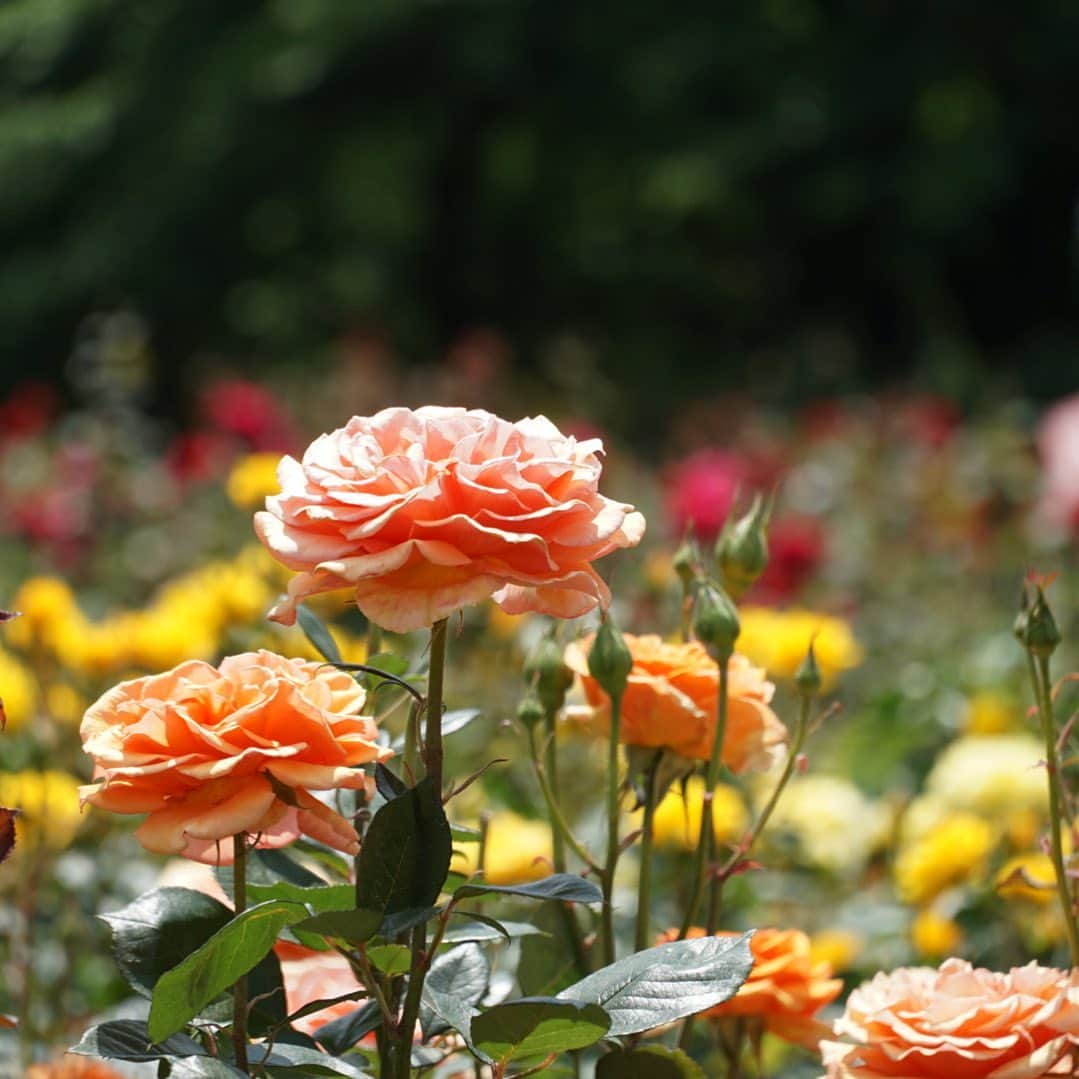 みかんさんのインスタグラム写真 - (みかんInstagram)「. #バラ  #rose  #与野公園  #mikanmamahana」5月20日 20時45分 - aja.ri