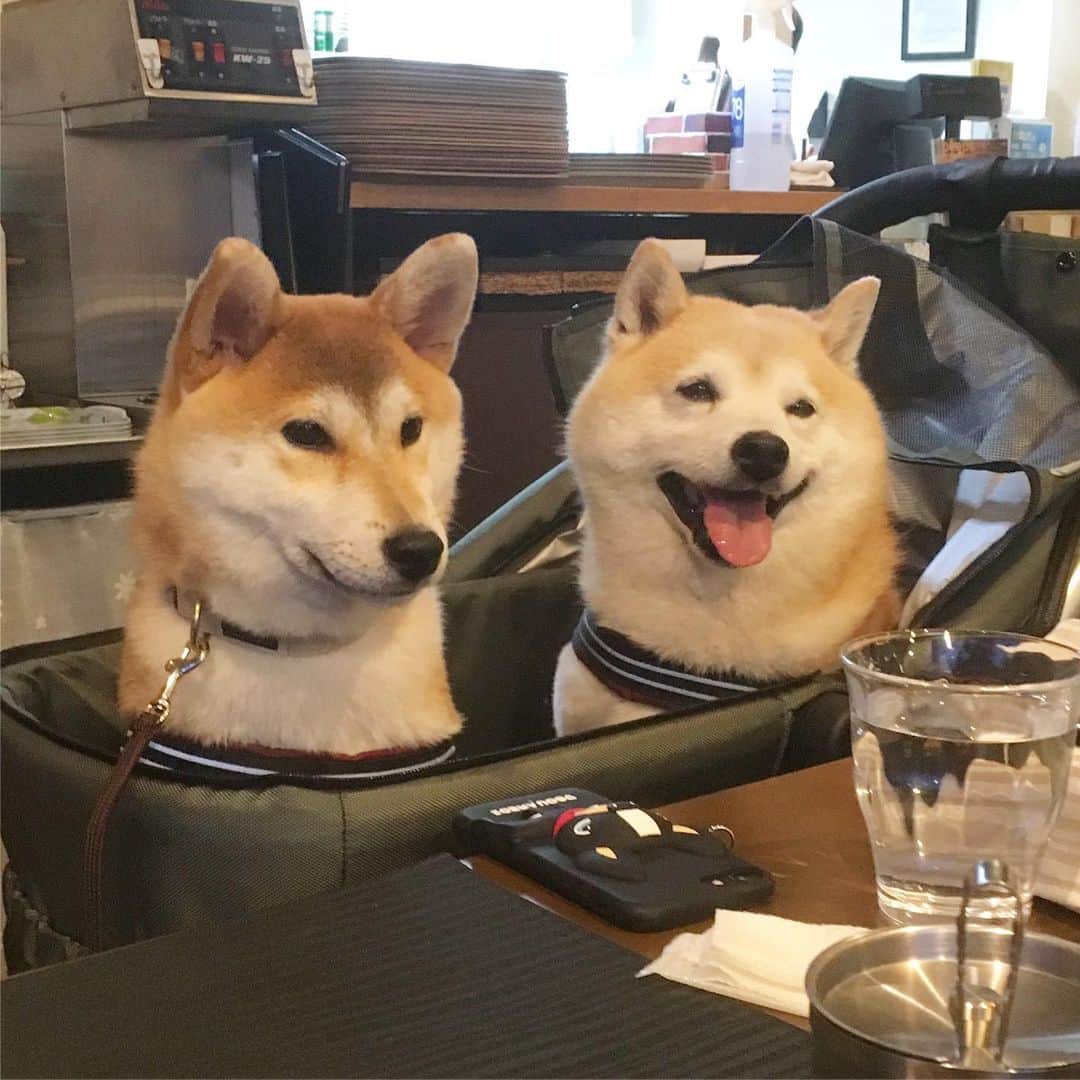 てんパパのグルメインスタ