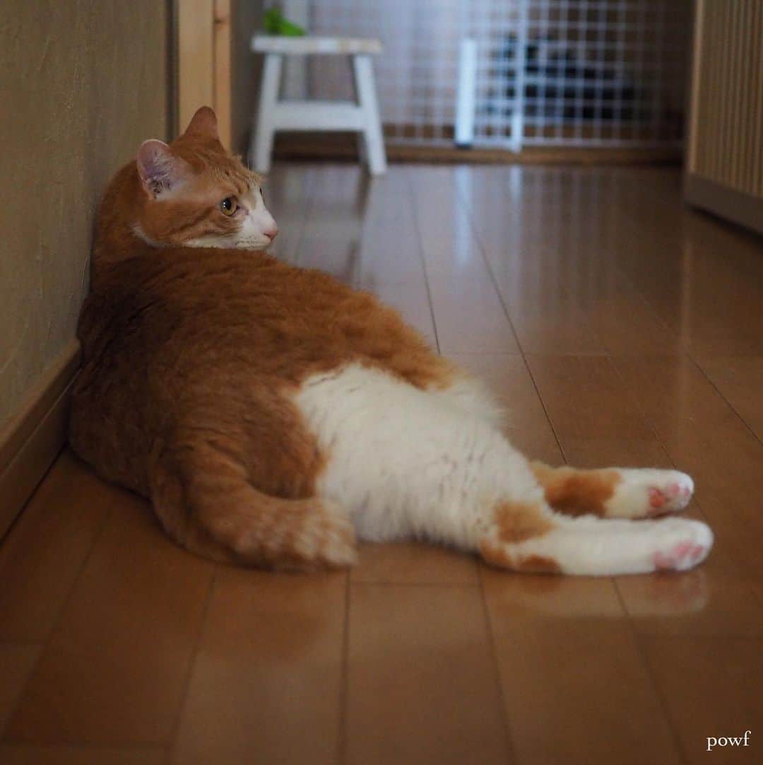 anemone_69のインスタグラム：「. #ハカセとキョウジュ #茶トラ白 #茶白 #cat #猫 #保護猫 . . .」