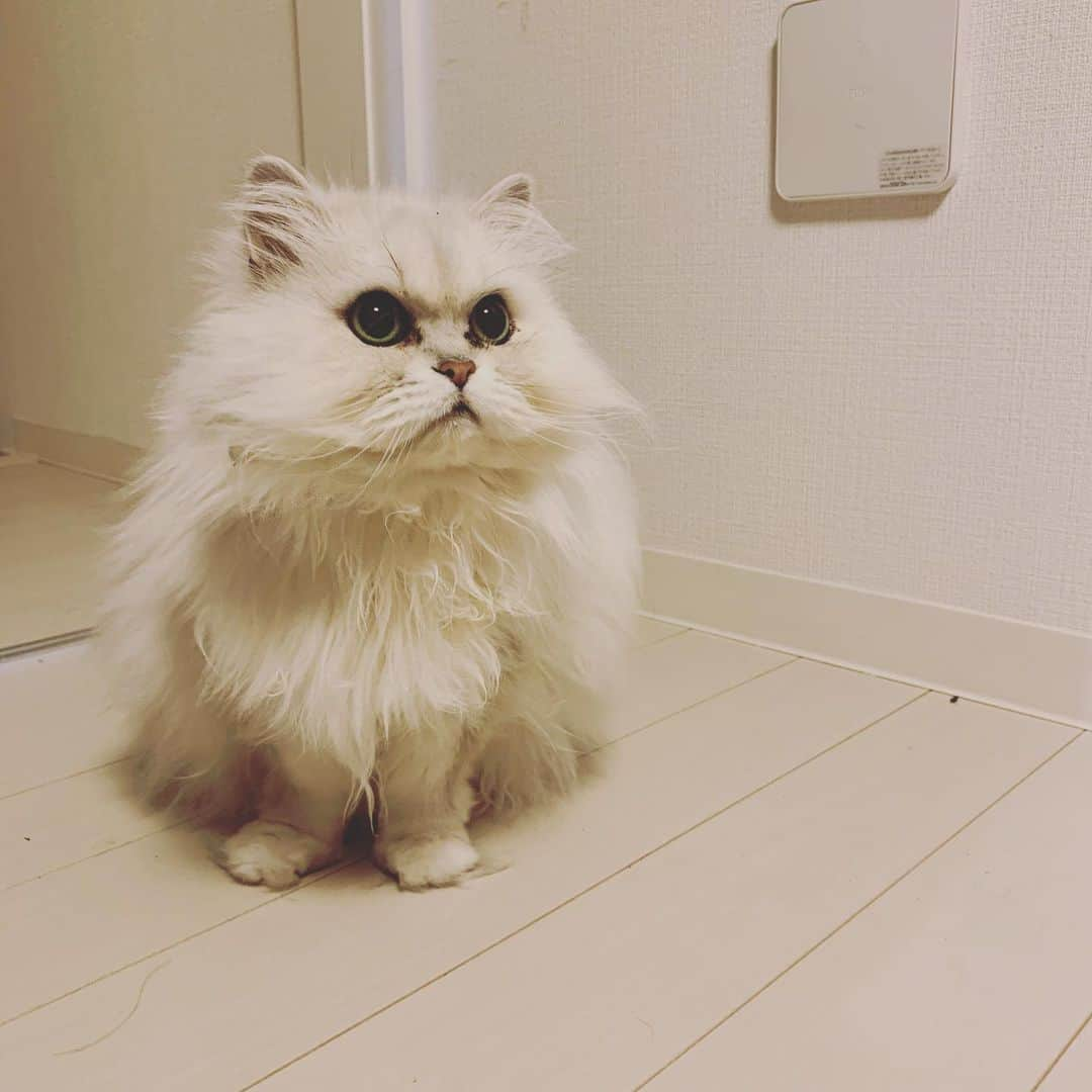 峰なゆかさんのインスタグラム写真 - (峰なゆかInstagram)「至宝 #猫 #ねこ #cat」5月20日 21時01分 - minenayuka