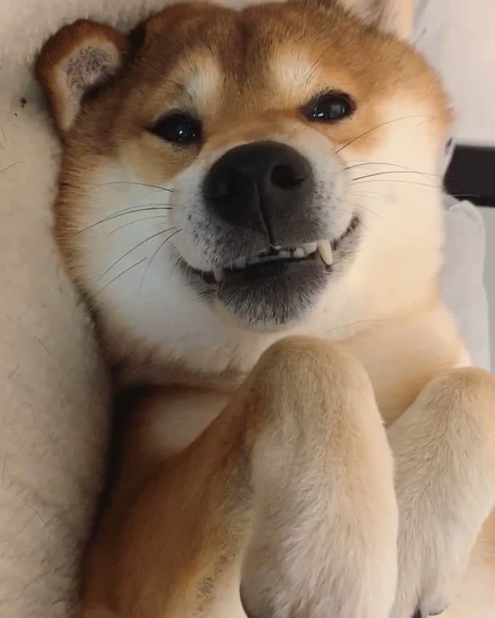 ?Fricko the Shiba Inu?のインスタグラム：「Monday already? 🐾 🐾 🐾 #Fricko #🐶 #☀️ #shiba #shibainu #dog #柴犬 #赤柴  #adorable #shibalovers #shibaholics  #dogoftheday  #weeklyfluff #aww #dogstagram  #dogscorner #puppiesofinstagram #shibapuppy」