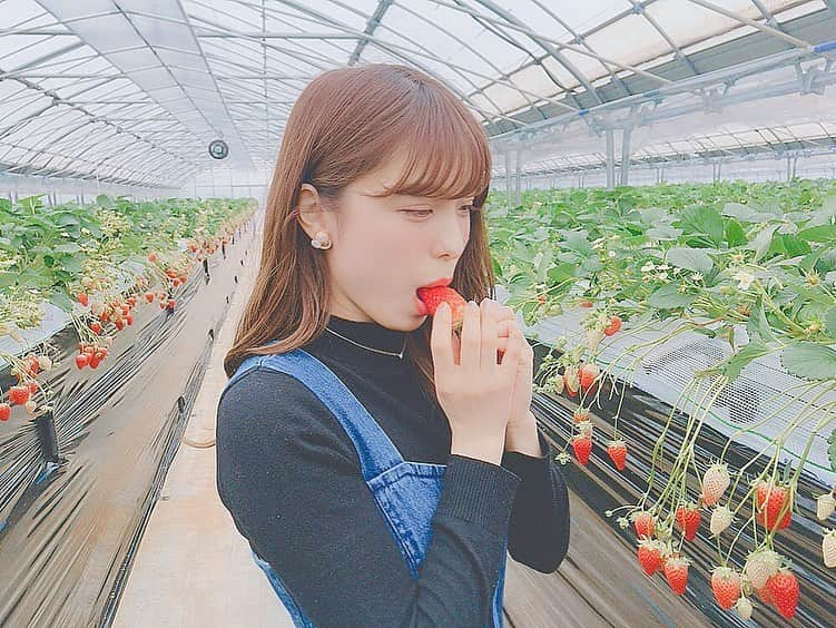 小嶋菜月さんのインスタグラム写真 - (小嶋菜月Instagram)「🍓🍓🍓 . . 今年はたっくさんいちご狩りいけて 幸せすぎたぁ〜🍓☺️🍓☺️🍓 . . 小さい頃からフルーツでいちごが１番大好き♥️ . みんなはー？😋 . . #いちご #いちご狩り #千葉県 #南房総」5月20日 20時56分 - kojimanatsuki_offical