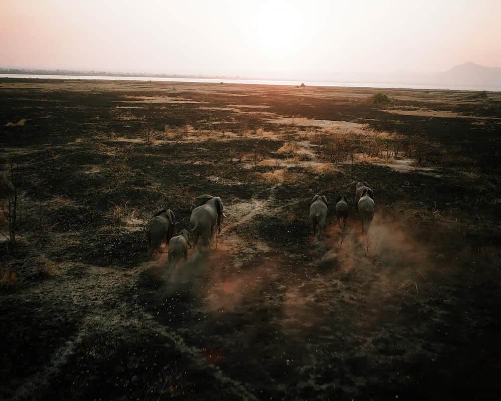 thephotosocietyさんのインスタグラム写真 - (thephotosocietyInstagram)「Photographs by David Chancellor @chancellordavid - Liwonde National Park, Malawi - I had the enormous privilege and pleasure to work with the @britisharmy in Liwonde National Park, documenting their lives whilst living and working in this beautiful part of the planet. These are beautiful, but also challenging environments to work in. It was very clear to me that those who chose to carry out this work knew the risks, and did so simply because they could, should, and wanted to help protect the planets wildlife and ecosystems. Operation Corded, the name given to the Army's counter-poaching deployment in Malawi, assists in the training of rangers in a bid to help them crack down on the illegal wildlife trade. Park rangers are taught skills such as tracking, partnered patrolling, communications, surveillance, and intelligence-sharing. A patrol of armed British army soldiers and African Park Rangers was walking through tall grass - up to 7ft (2.1m) high - when they disturbed an unseen herd of elephants - Its worth noting that its for this very reason that poachers choose to raze the park to the ground in order to see wildlife more easily, and thus slaughter it more easily - Mathew Talbot, 22, of the 1st Battalion Coldstream Guards, was charged and killed by an elephant. This is a reminder of the danger faced by those who choose to protect some of the world's most endangered species from those who seek to profit from the criminal slaughter of wildlife. As the sun sets in Malawi RIP Guardsman Talbot and all those who pay the ultimate price for conservation - follow me @chancellordavid to see more #malawi #conservation #stoppoaching #elephants #rhino #ivory @everydayextinction @thephotosociety @natgeo @coldstream_guards」5月20日 21時07分 - thephotosociety