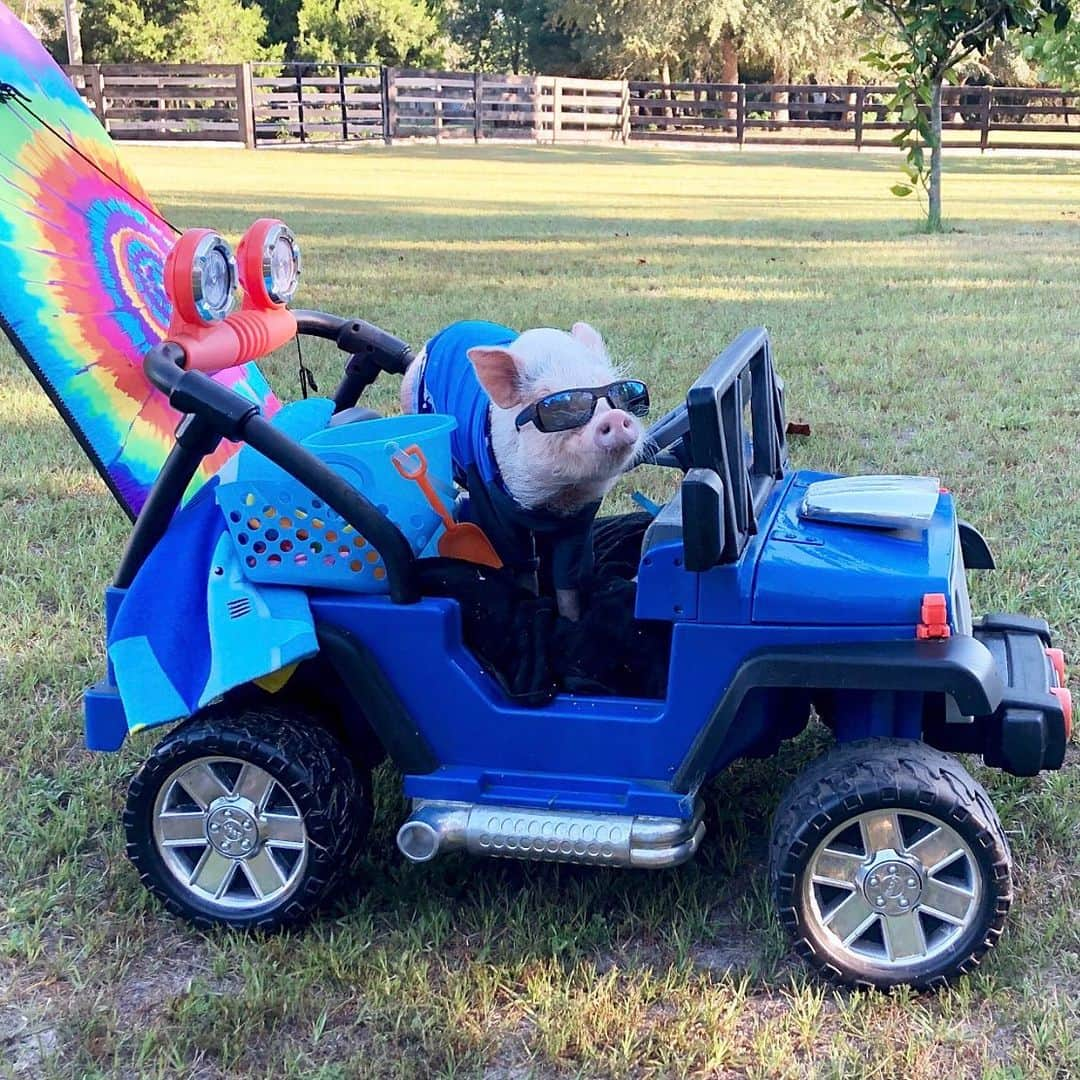 Priscilla and Poppletonさんのインスタグラム写真 - (Priscilla and PoppletonInstagram)「Guys, remember when I told Penn last week that it was my last Monday of school? Well, I was off a week and today is actually our last Monday. Little Penn got up and loaded up his jeep thinking we were all going to have a beach day. I’m sorry little buddy. I promise we will take you to the beach next week. Only four more days until summer vacation!🏖#jeeplife #beachbound #PiggyPenn #PrissyandPop」5月20日 21時10分 - prissy_pig